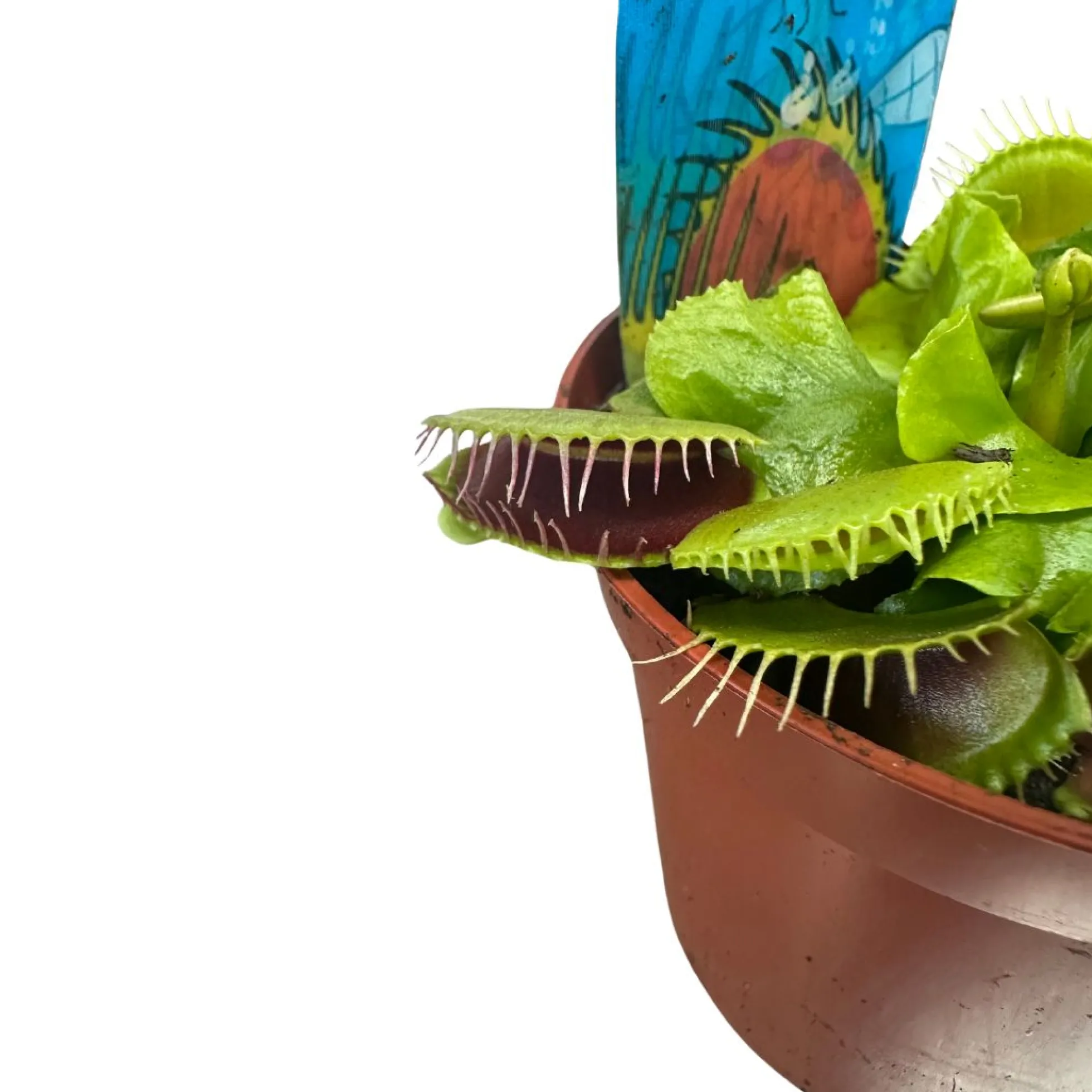 Planta Carnívora Dionaea