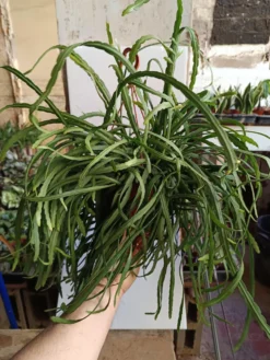 Planta Colgante Grande Lepismium Bolivianum Ø17-50 Cm
