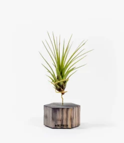 Planta De Aire Tillandsia Tricolor Con Hexágono De Madera
