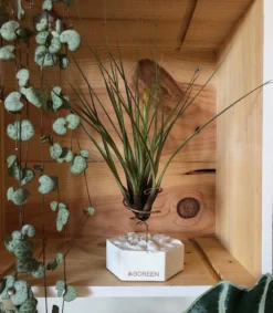 Planta De Aire Tillandsia Tricolor Con Hexágono De Cemento Y Piedras Blancas