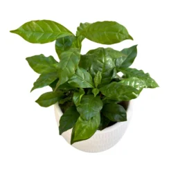 Planta Del Café Arábica En Maceta Un Trocito De Un Cafetál En Tu Hogar