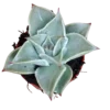 Planta Echeveria Madiba Ø5 Cms