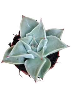 Planta Echeveria Madiba Ø5 Cms