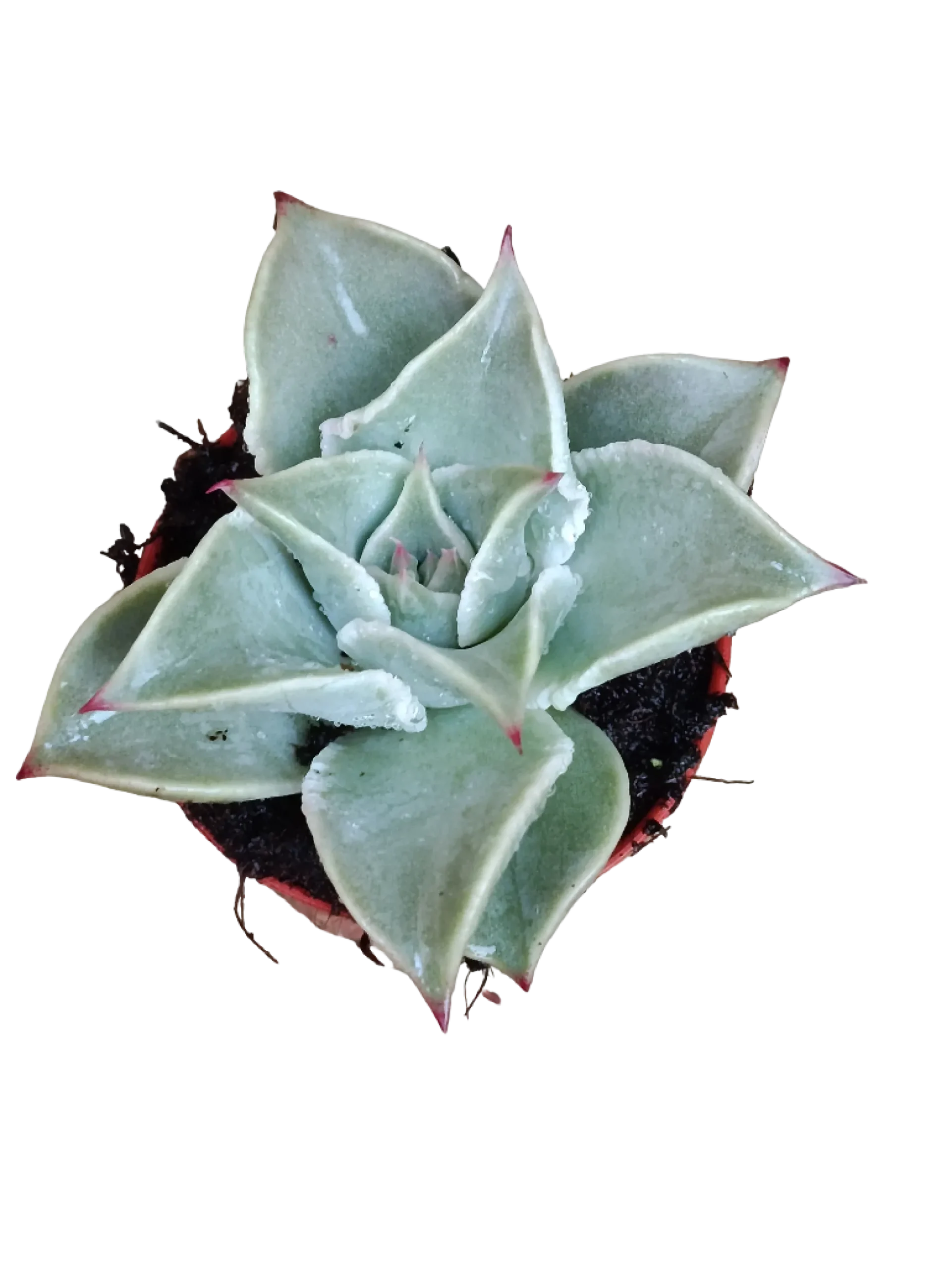 Planta Echeveria Madiba Ø5 Cms