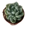 Planta Jade Rose Suculenta Mini Ø5 Cm