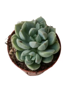 Planta Jade Rose Suculenta Mini Ø5 Cm