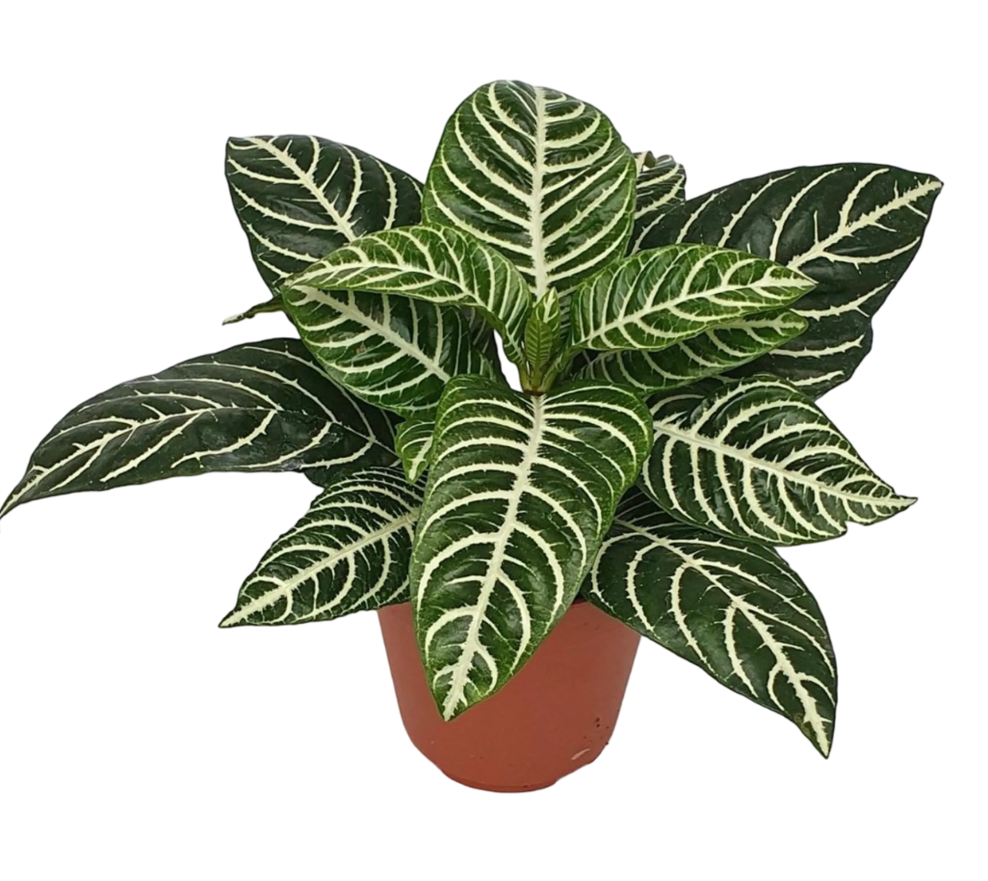 Planta Natural Aphelandra Squarrosa 'dania' 1 Ud Ø 12 Alt. 25 - 35