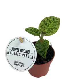 Planta Natural Macodes Petola 1 Ud Ø 6 Alt. 8