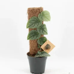 Planta Natural Monstera Dubia 1 Ud Ø 14 Alt. 41 - 51