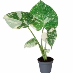 Planta Natural Monstera 'thai Constellation' 1 Ud Ø 6 Alt. 15