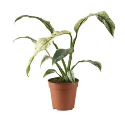 Planta Natural Rhaphidophora Puberula 'variegata' 1 Ud Ø 6 Alt. 10