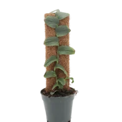 Planta Natural Rhaphidophora Tenuis 1 Ud Ø 14 Alt. 45 - 55