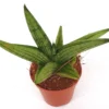 Planta Natural Sansevieria 'brave Guy' 1 Ud Ø 5.5 Alt. 13
