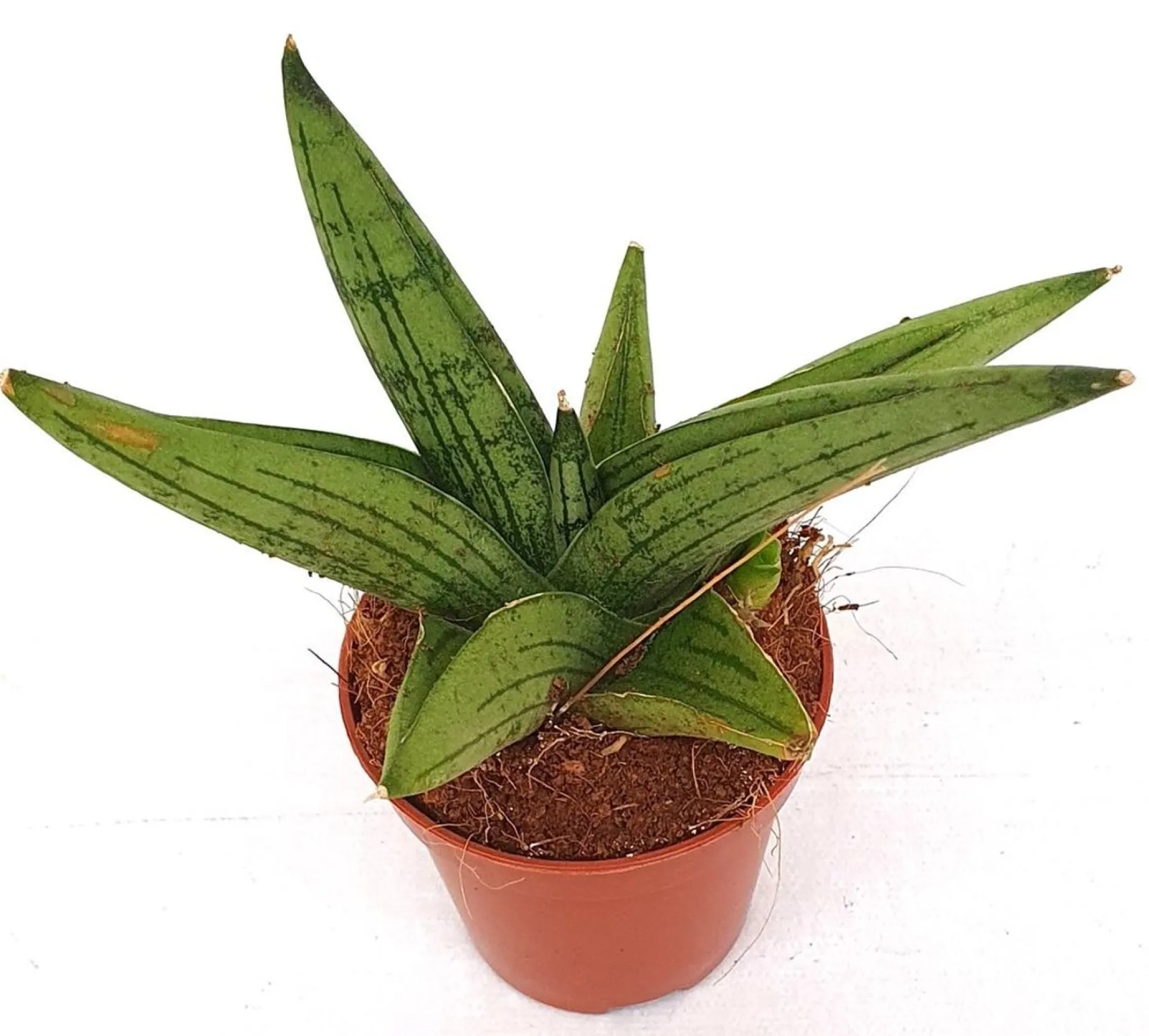 Planta Natural Sansevieria 'brave Guy' 1 Ud Ø 5.5 Alt. 13