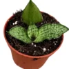 Planta Natural Sansevieria 'cinta' 1 Ud Ø 6 Alt. 5