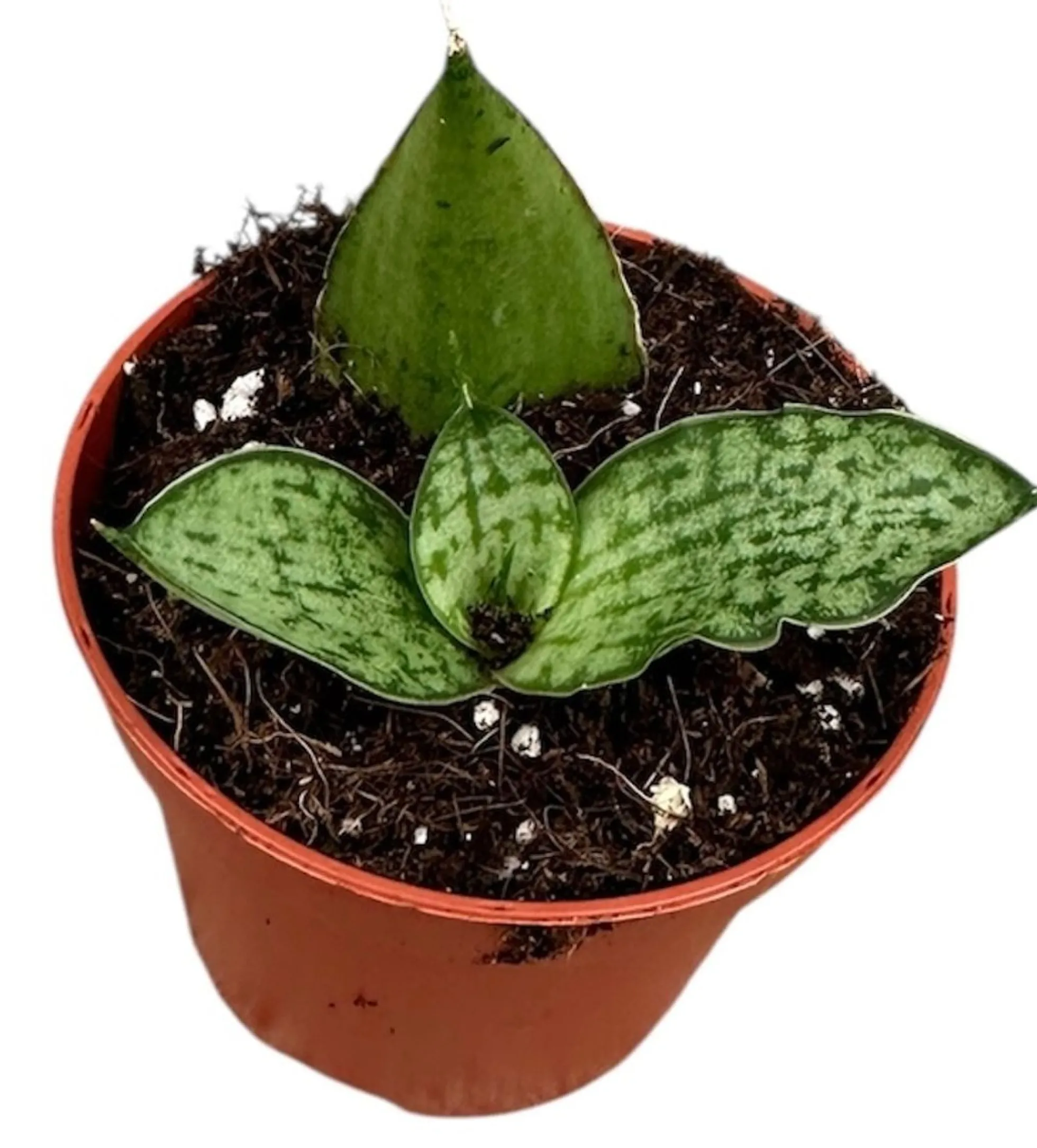 Planta Natural Sansevieria 'cinta' 1 Ud Ø 6 Alt. 5