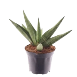 Planta Natural Sansevieria 'helios Dwarf' 1 Ud Ø 7 Alt. 20