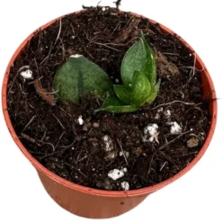 Planta Natural Sansevieria 'pyramid' 1 Ud Ø 6 Alt. 5