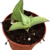 Planta Natural Sansevieria 'swan Dancer' 1 Ud Ø 6 Alt. 5
