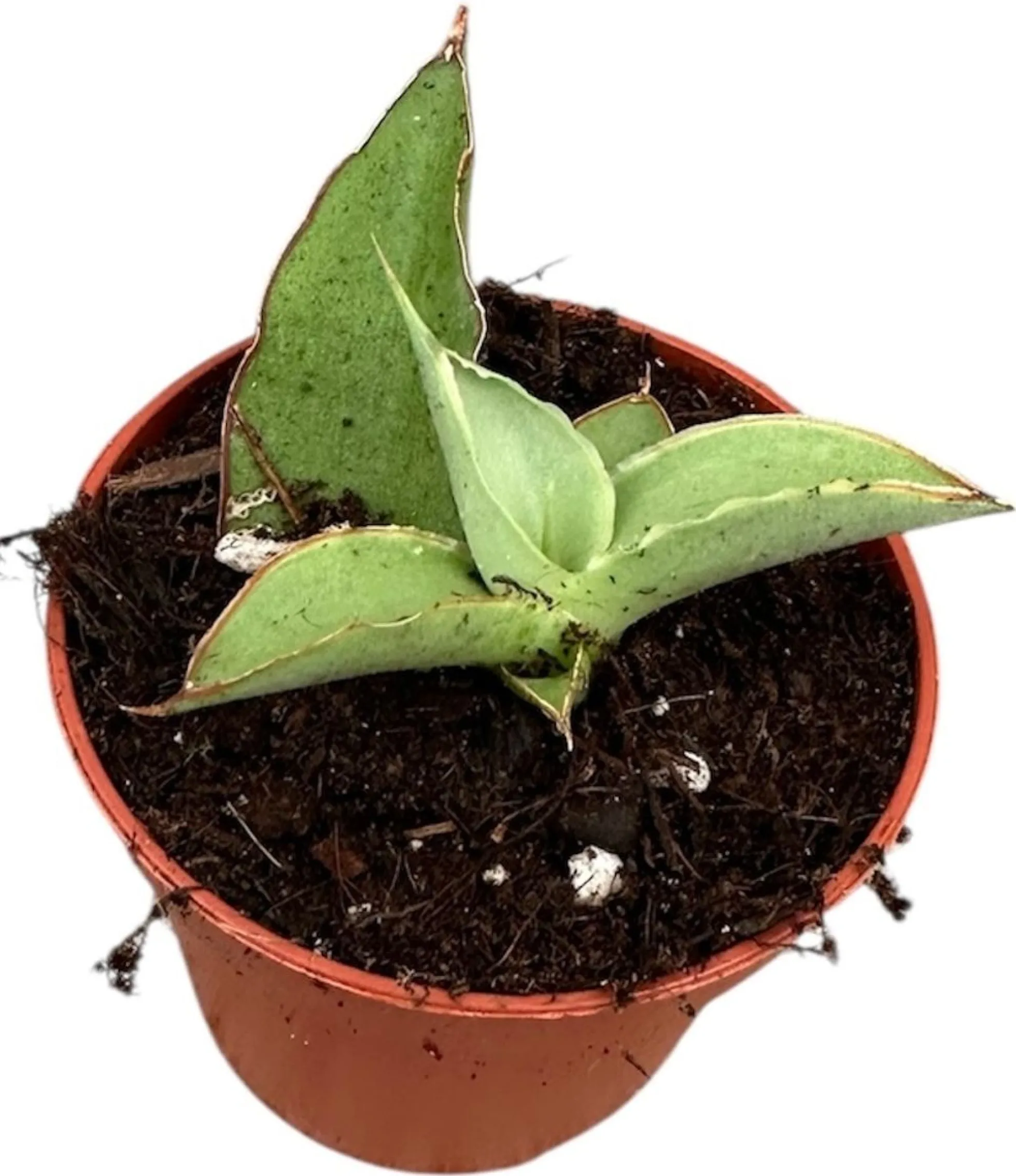 Planta Natural Sansevieria 'swan Dancer' 1 Ud Ø 6 Alt. 5