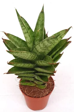 Planta Natural Sansevieria Trifasciata 'pineapple' 1 Ud Ø 5.5 Alt. 17