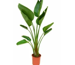 Planta Natural Strelitzia Augusta M24 100cm (ave Del Paraíso) Perfecta Para Interior Y Exterior