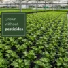 Plantas Borde Estanque 2-3m2 - Sedum - Helecho Exterior - Hedera - 36 Plantas