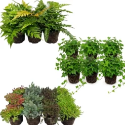 Plantas Borde Estanque 2-3m2 - Sedum - Helecho Exterior - Hedera - 36 Plantas