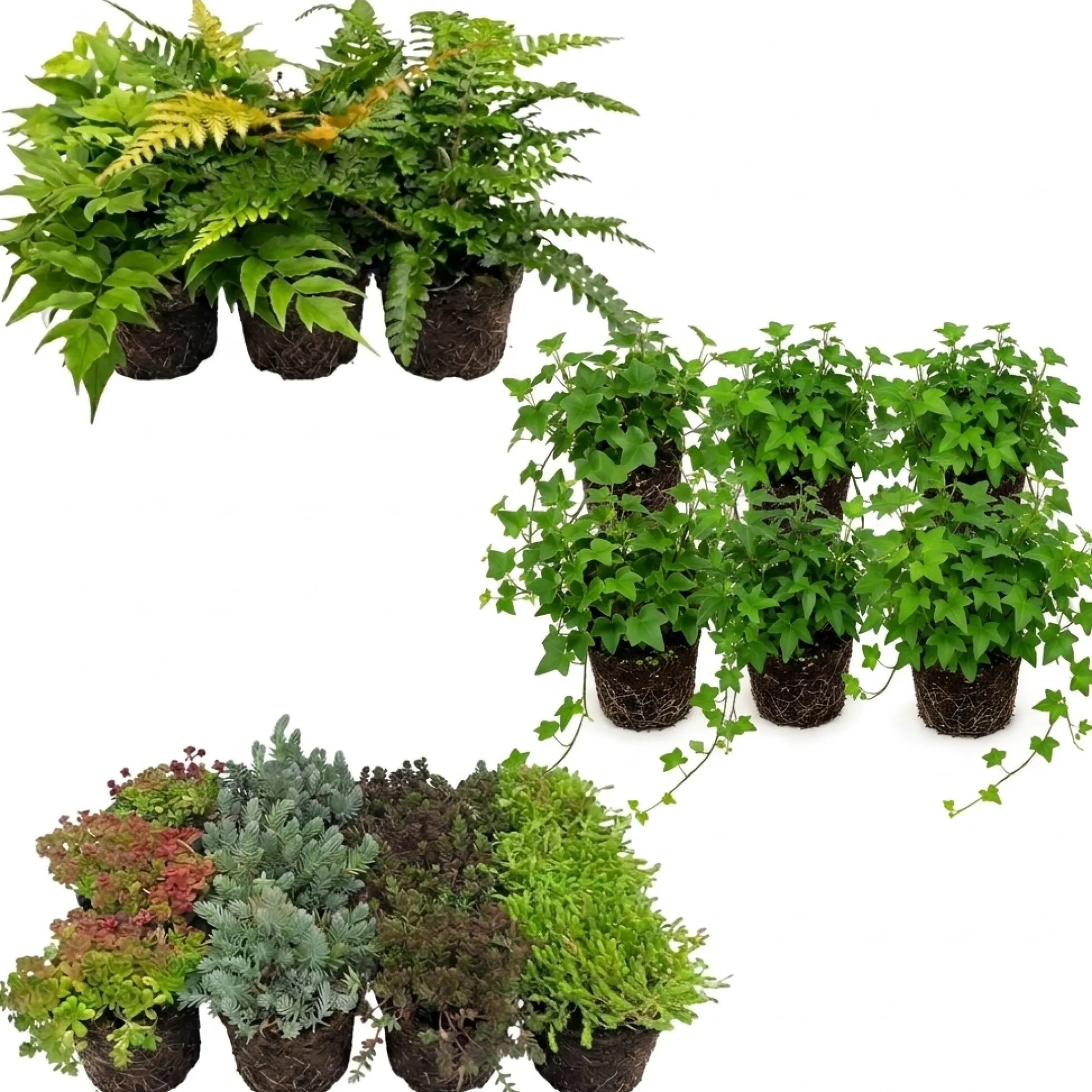 Plantas Borde Estanque 2-3m2 - Sedum - Helecho Exterior - Hedera - 36 Plantas