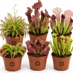 Plantas Carnívoras - 6 Unidades - Resistentes Y Biológicas