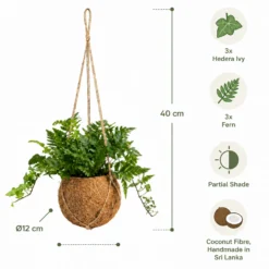 Plantas Colgantes De Coco - 6 Uds - Mix Hedera Y Helecho - Ø12 Cm