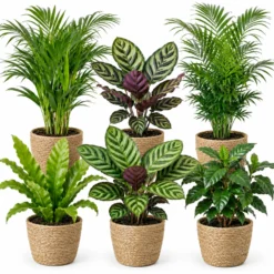 Plantas De Interior - 6 Con Cesta - Purificadoras Y Fáciles De Cuidar