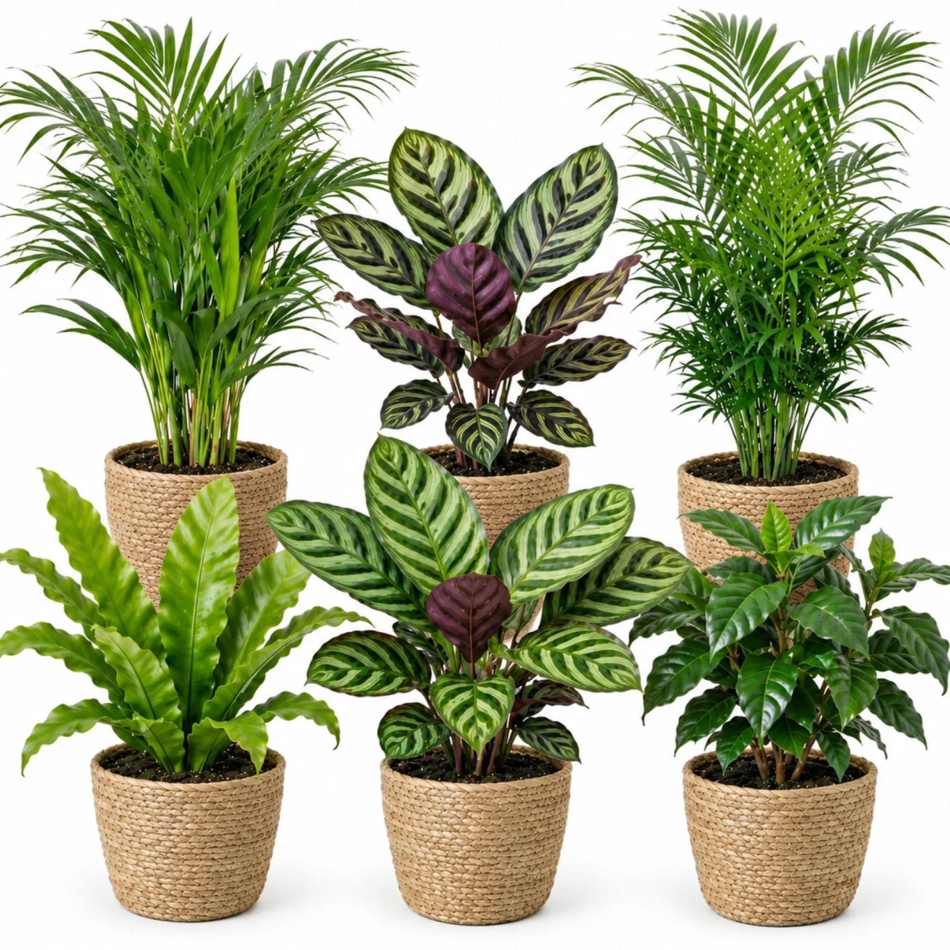 Plantas De Interior - 6 Con Cesta - Purificadoras Y Fáciles De Cuidar