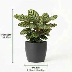 Plantas De Interior - 6 Con Cesta - Purificadoras Y Fáciles De Cuidar