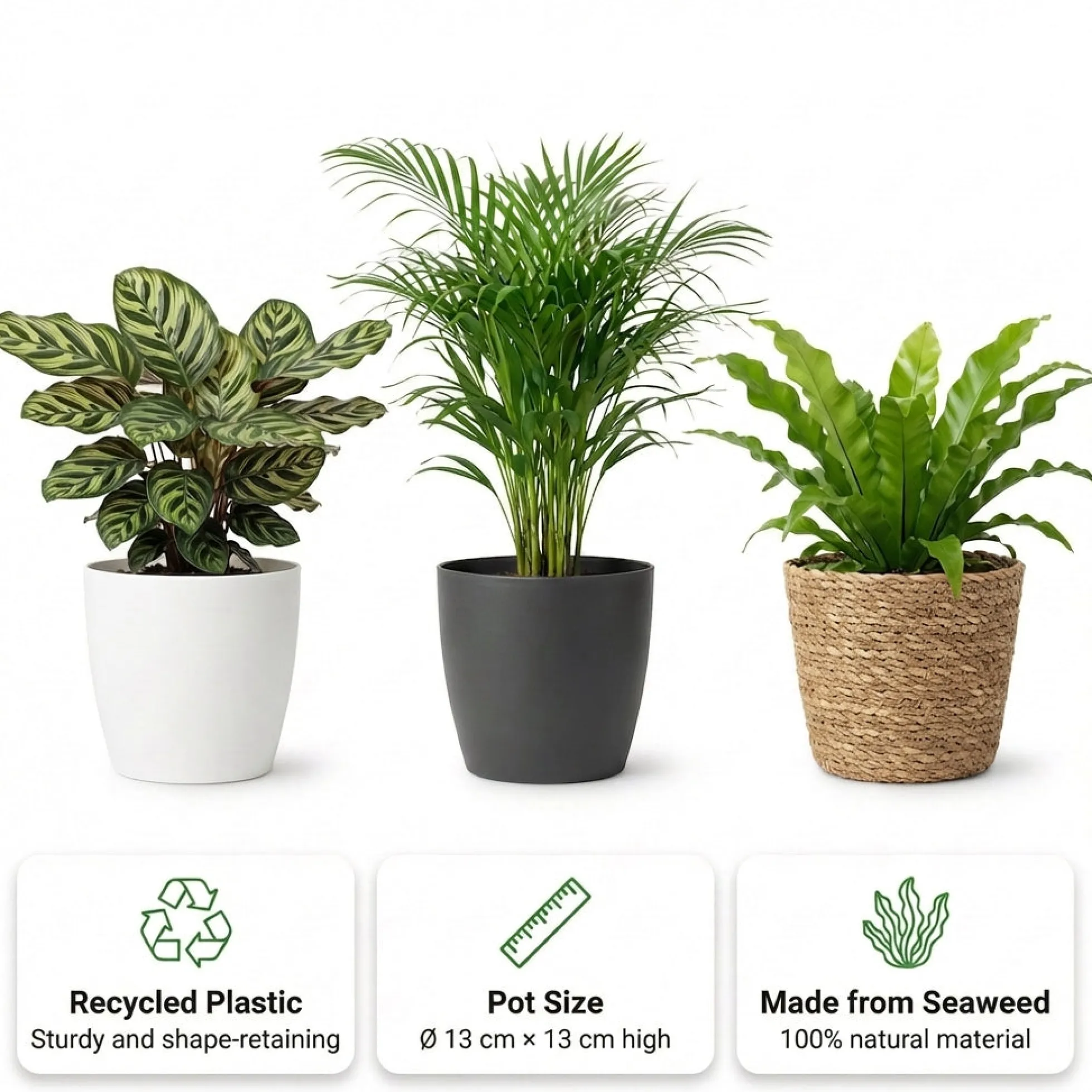 Plantas De Interior - 6 Con Cesta - Purificadoras Y Fáciles De Cuidar