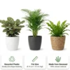 Plantas De Interior - 6 Con Maceta Antracita - Purificadoras