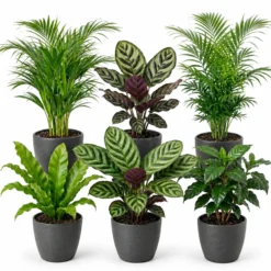Plantas De Interior - 6 Con Maceta Antracita - Purificadoras