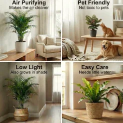 Plantas De Interior - 6 Con Maceta Antracita - Purificadoras
