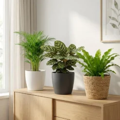 Plantas De Interior - 6 Con Maceta Antracita - Purificadoras