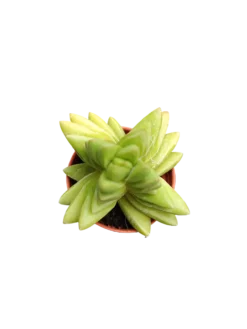 Planta Suculenta ☼ Surtida Aleatoria Pequeña Ø5 Venta Por Unidad