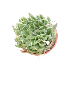 Planta Suculenta ☼ Surtida Aleatoria Pequeña Ø5 Venta Por Unidad