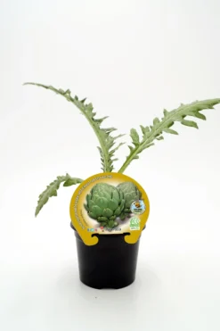 Plantón Alcachofa En Maceta 10,5 Cm. Natural - Fitoralia