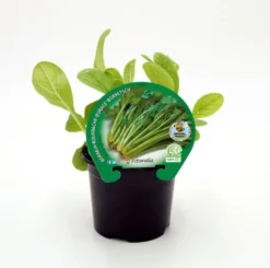 Plantón Borraja En Maceta 10,5 Cm. Natural - Fitoralia