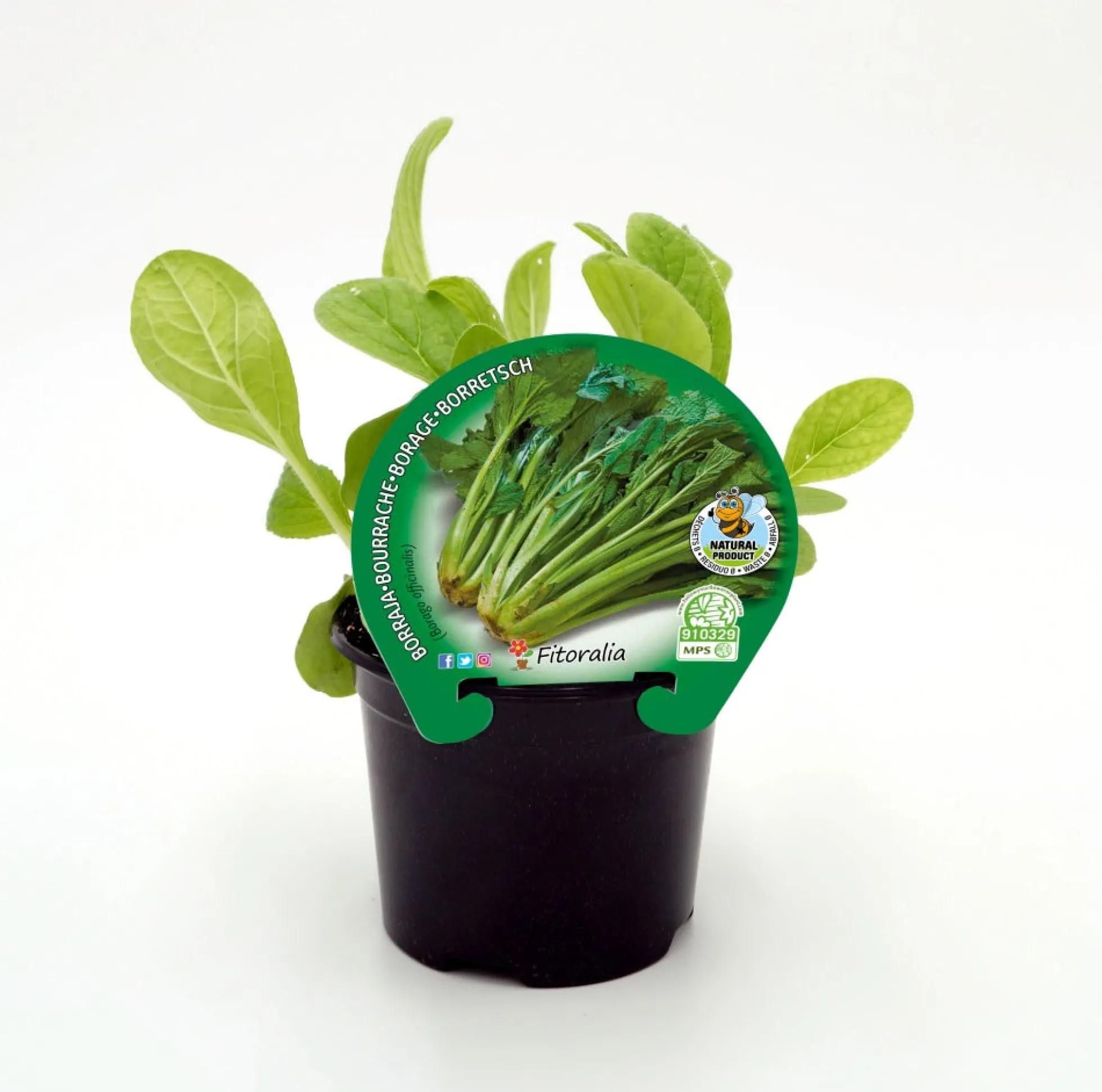 Plantón Borraja En Maceta 10,5 Cm. Natural - Fitoralia