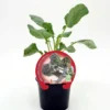Plantón Brócoli Sprouting En Maceta 10,5 Cm. Natural - Fitoralia