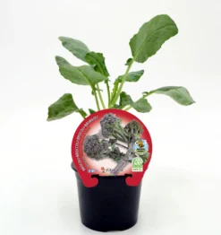 Plantón Brócoli Sprouting En Maceta 10,5 Cm. Natural - Fitoralia