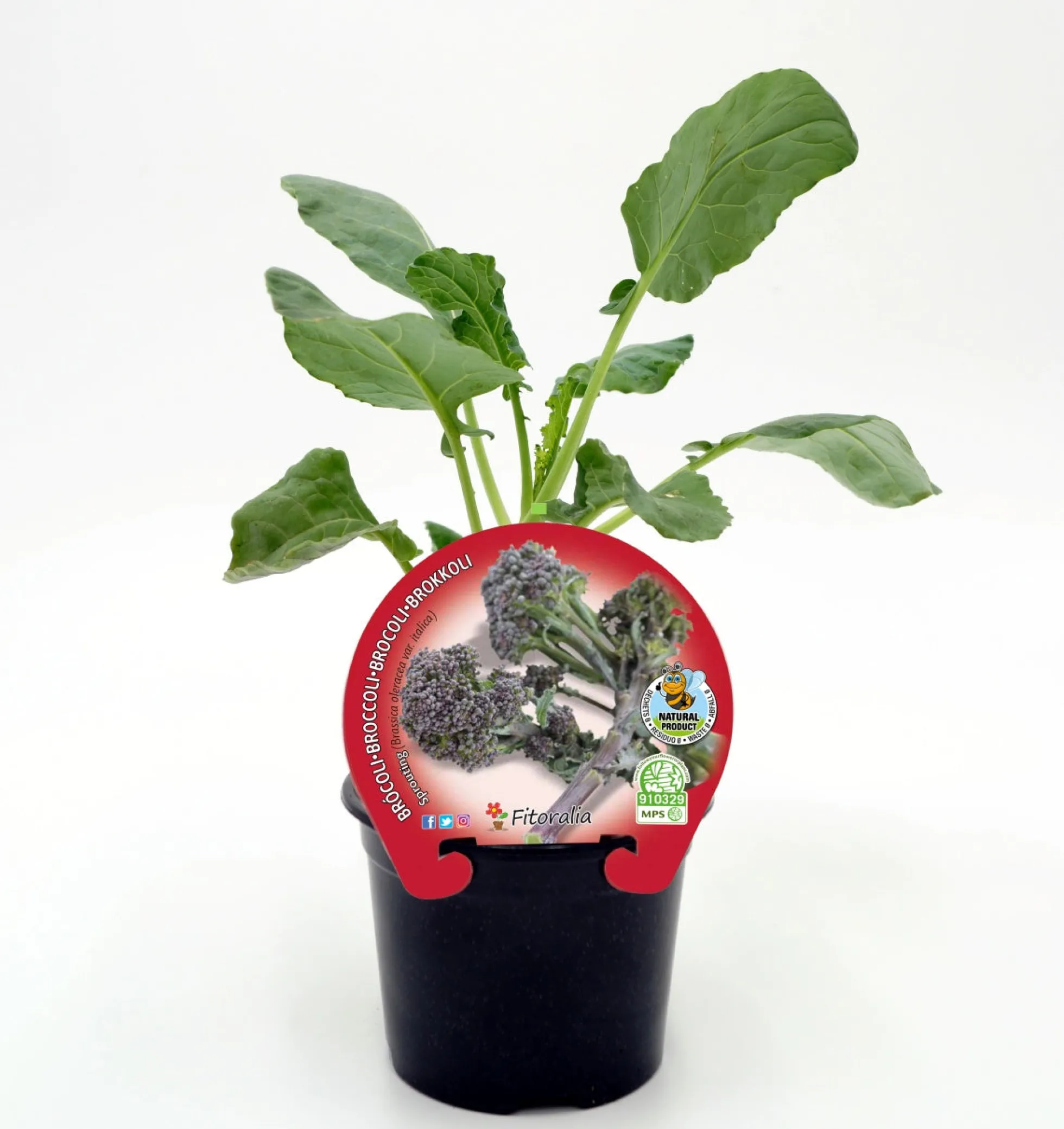 Plantón Brócoli Sprouting En Maceta 10,5 Cm. Natural - Fitoralia