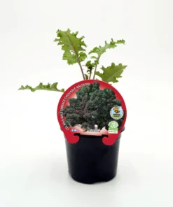 Plantón De Col Kale Morada Natural En Maceta De 10,5 Cm. - Fitoralia