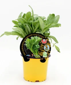 Plantón De Shungiku Natural En Maceta De 10,5 Cm. - Fitoralia