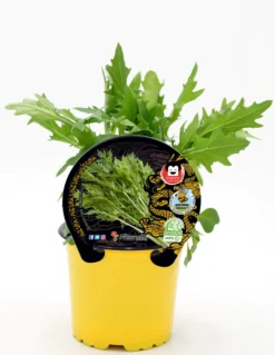 Plantón Mizuna Natural En Maceta 10,5 Cm. - Fitoralia